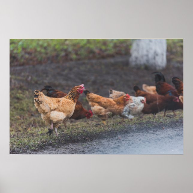 Poster-Chickens på vägarna Poster (Framsidan)