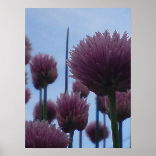 Poster - Chives-bild 1 (Framsidan)