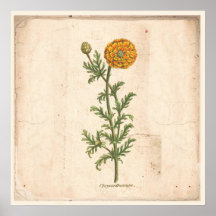 Poster Chrysanthemum i antika botaniska utskrifter