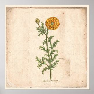 Poster Chrysanthemum i antika botaniska utskrifter