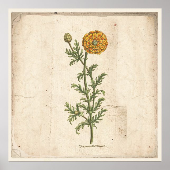 Poster Chrysanthemum i antika botaniska utskrifter (Framsidan)