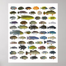 Poster Cichlid-grupp