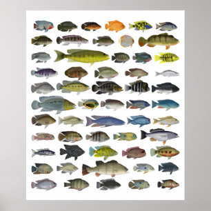 Poster Cichlid-grupp