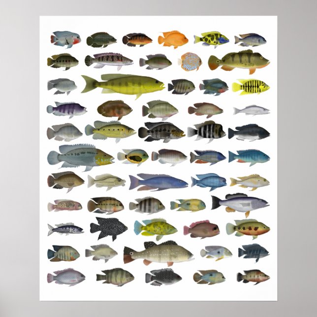 Poster Cichlid-grupp (Framsidan)