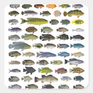 Poster Cichlid-grupp Fyrkantigt Klistermärke