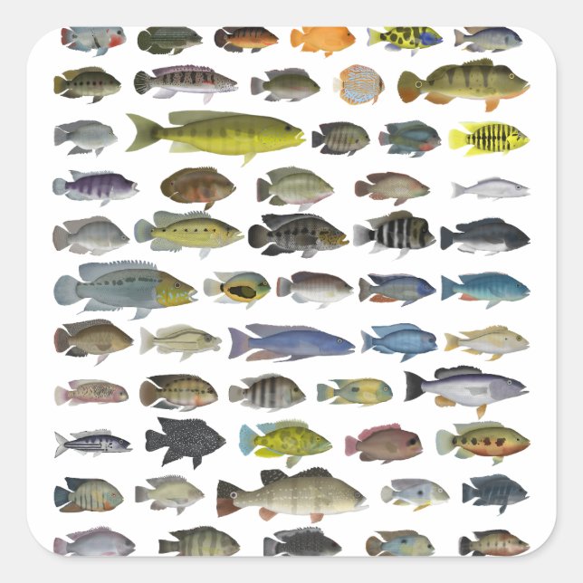 Poster Cichlid-grupp Fyrkantigt Klistermärke (Framsida)