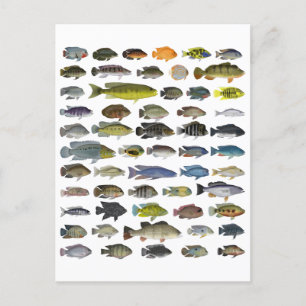 Poster Cichlid-grupp Vykort