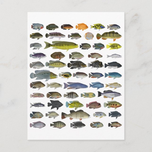 Poster Cichlid-grupp Vykort (Framsida)