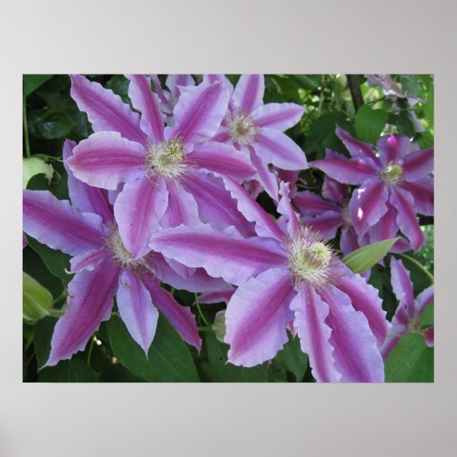 POSTER - Clematis-blommor i vår i Förenade kungari (Framsidan)
