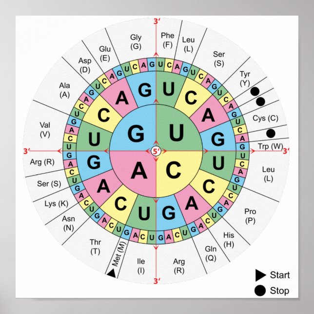 Poster Codons Amino Acids Bord Genetic Code DNA (Framsidan)