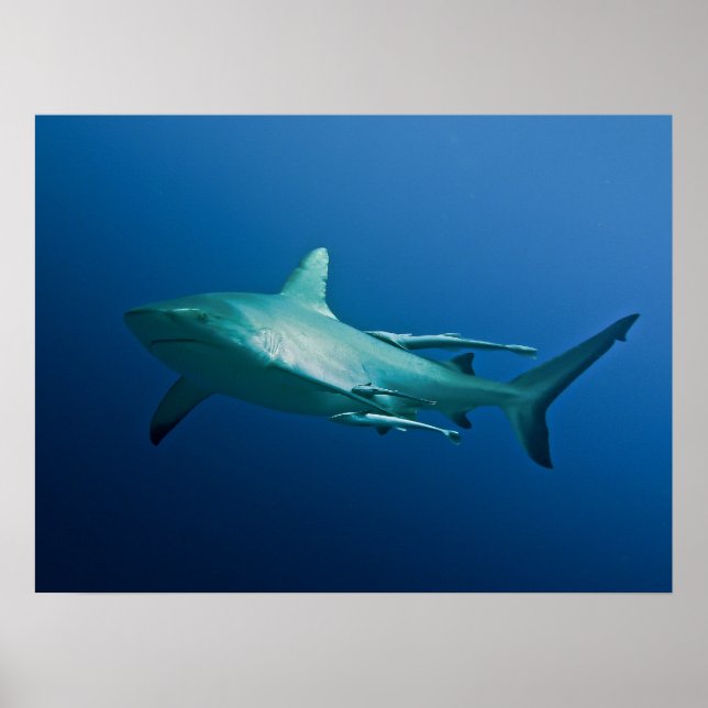 Poster coola Reef Shark (Framsidan)