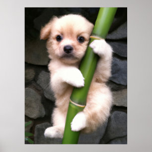 Poster Cute Puppy Gaejook 개 죽 이