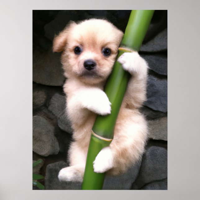 Poster Cute Puppy Gaejook 개 죽 이 (Framsidan)