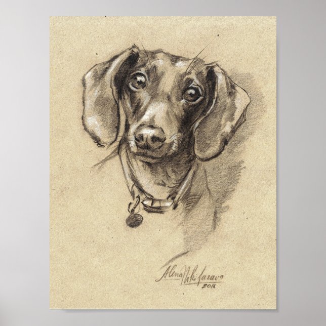 Poster - Dachshund porträtt storlek 8,5 x 11 tum (Framsidan)