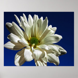 Poster daisy