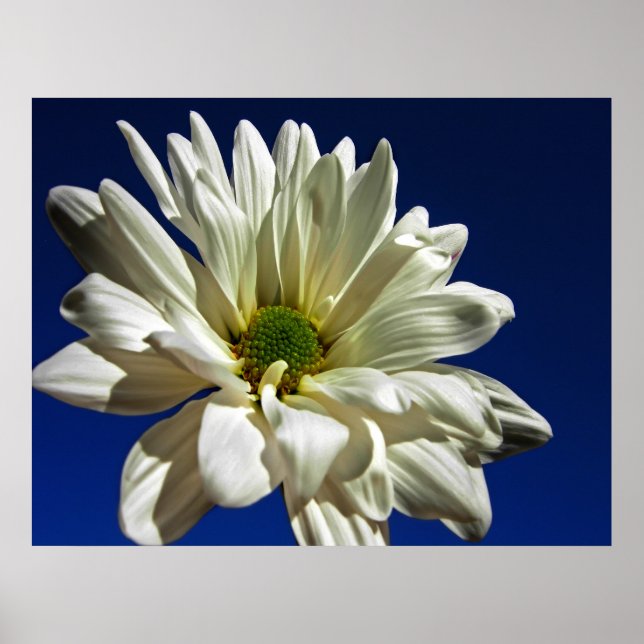 Poster daisy (Framsidan)