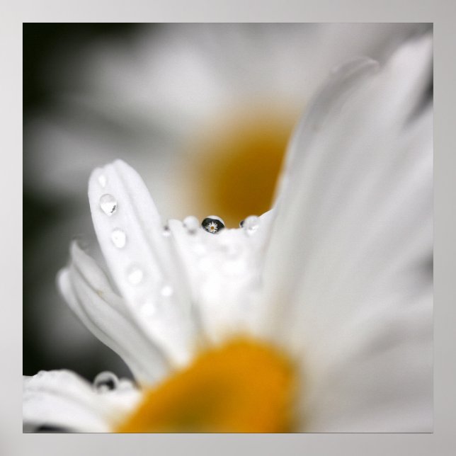 Poster daisy (Framsidan)