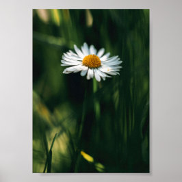 Poster daisy - högkvalitativ bild