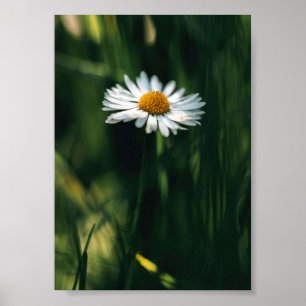 Poster daisy - högkvalitativ bild