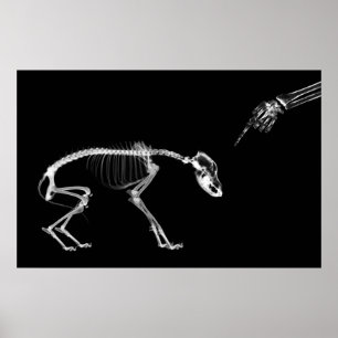 Poster - Dålig Hund Xray Skeleton Black White