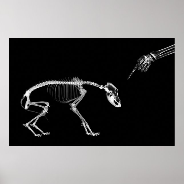 Poster - Dålig Hund Xray Skeleton Black White (Framsidan)