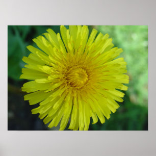 Poster - Dandelion