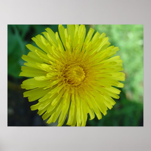 Poster - Dandelion (Framsidan)