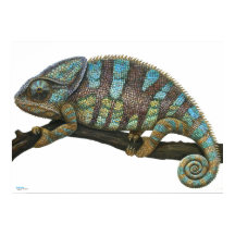 Póster de Camaleón