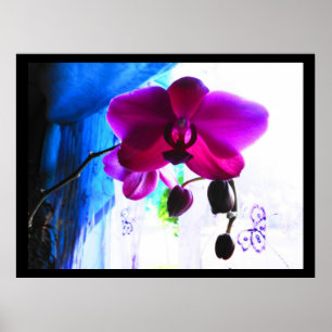 Poster den magentafärgade orchiden,