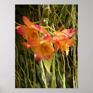 Poster, Dendrobium Orchids Orange och Rosa Poster