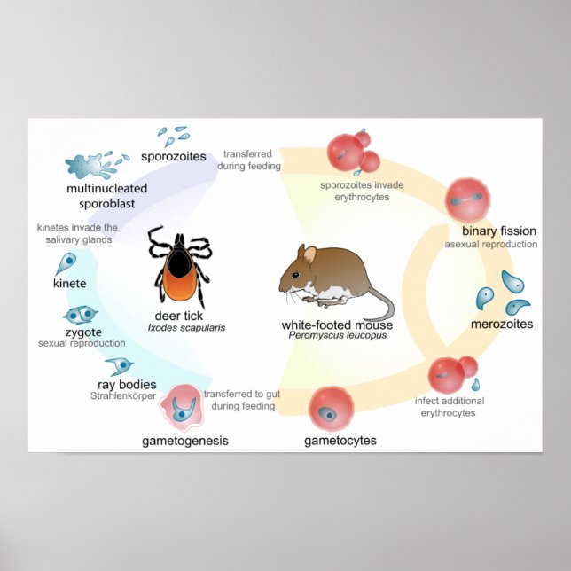Poster Diagram Babesia mikroti- livscykel (Framsidan)