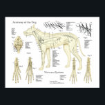 Poster diagram för hund systemanatomi<br><div class="desc">I det anatomiska schemat visas nervsystemet i hund med kraniella nerver. nerver i tassar. Poster är märkt med beskrivningar</div>