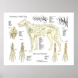 Poster diagram för hund systemanatomi