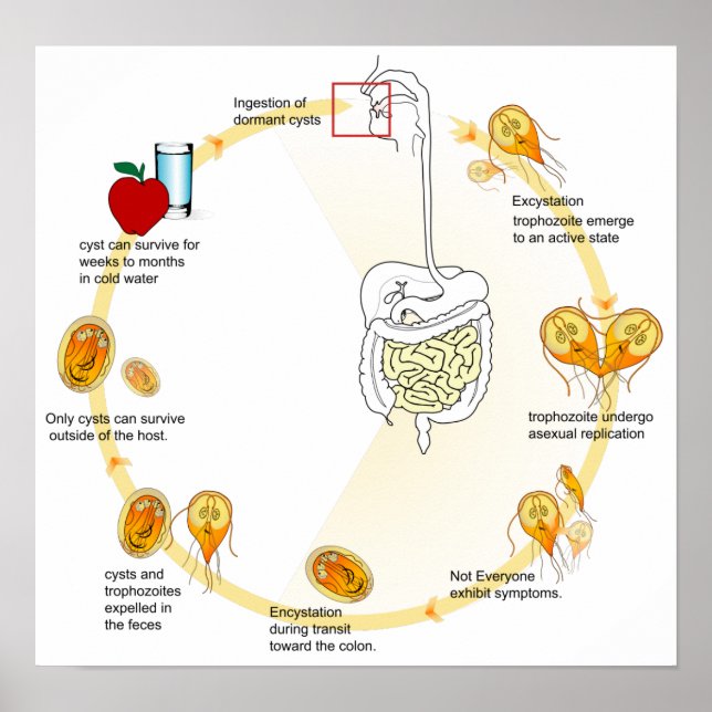 Poster Diagram Giardia Life Cycle Parasite (Framsidan)