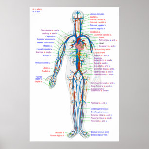 Poster Diagram Human cirkulationsartär