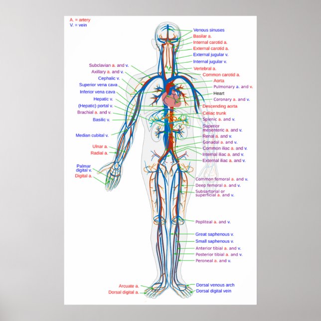 Poster Diagram Human cirkulationssystemet Arterier (Framsidan)