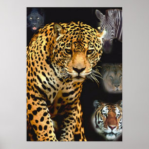 poster djungel_feber