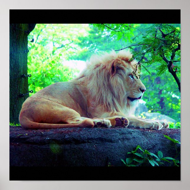 Poster-djur-27 Poster (Framsidan)