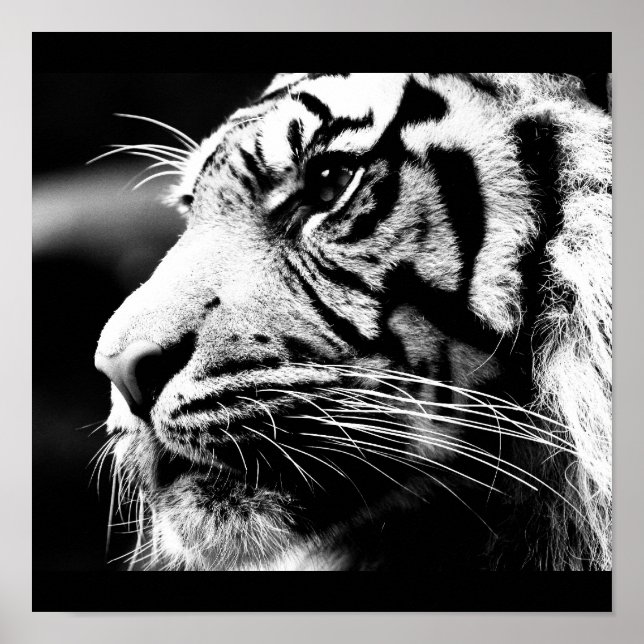 Poster-djur-40 Poster (Framsidan)