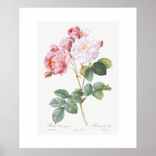 POSTER: DOUÉ: ROSA ROSEBUSH POSTER