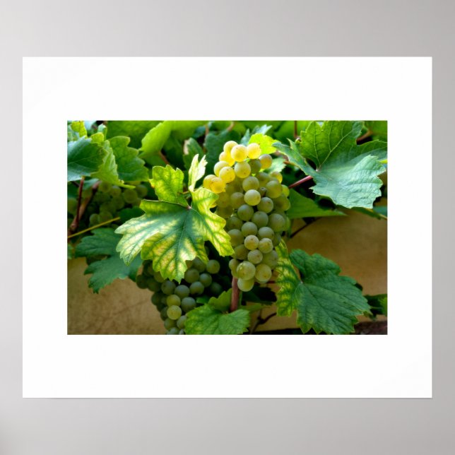 Poster druvor (Framsidan)