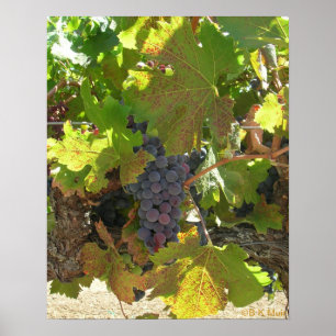 Poster - Druvor på vinstockar