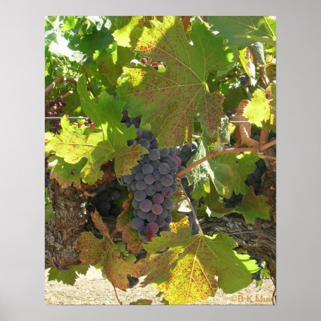 Poster - Druvor på vinstockar (Framsidan)