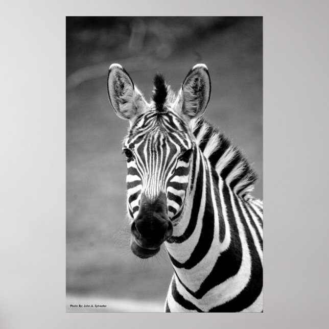 POSTER DSC_8249, Zebra Smile (Framsidan)