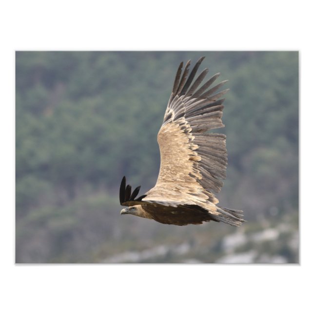 Poster du autour fauve (Framsidan)