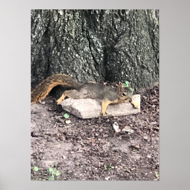 Poster ekorre (Framsidan)