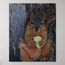 Poster ekorre