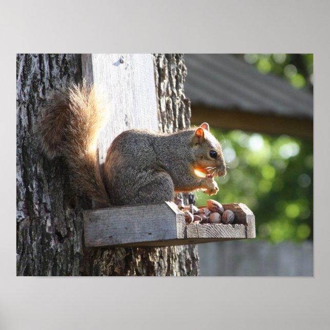 Poster ekorre (Framsidan)