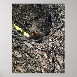 Poster ekorre