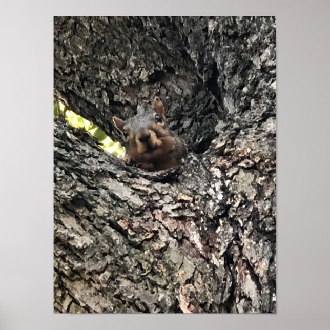 Poster ekorre (Framsidan)